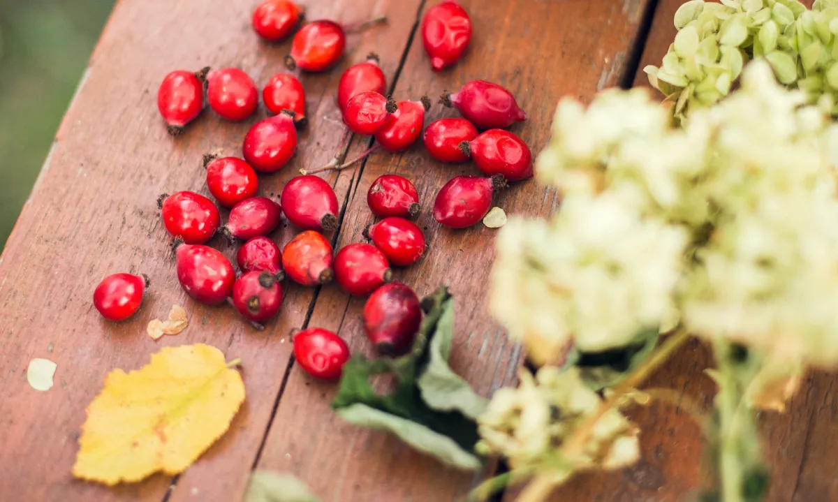 Die gesundheitlichen Vorteile von Hagebutten: Warum Sie sie in Ihre Ernährung aufnehmen sollten
